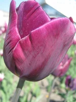 .webp
