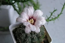 P6201024-2.webp