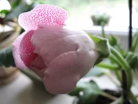 глокся 002.jpg