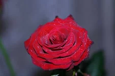 IMG_0457 copy.jpg