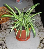 IMG_2992.webp