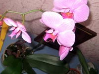 IMG_2995.webp