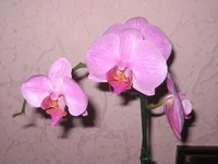 IMG_3005.webp