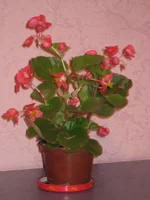 IMG_2757.webp