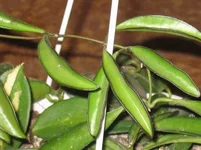 Resize of IMG_0209.webp