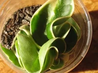 Resize of IMG_0012.webp