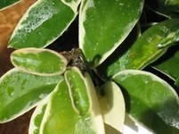 Resize of IMG_0048.webp