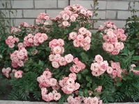  016.webp
