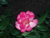  028.webp
