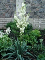  027.webp