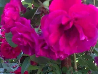 DSC00192.webp
