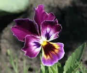 ann_eyes.webp