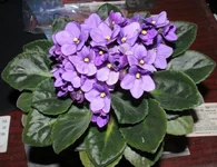 fialka.webp