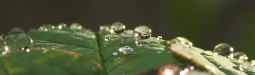kapli.webp