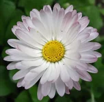 kvitka2.webp
