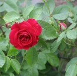 rose.webp