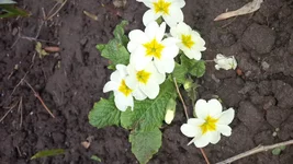 20150421_131247.webp