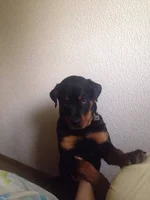 ImageUploadedByTapatalk1430248337.064283.webp