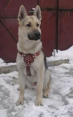  в шлейке.webp