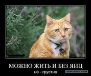 11174855_662558517223672_8108266451273035537_n.webp