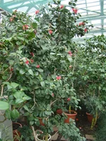 DSC08133.webp
