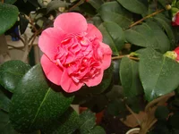 DSC08134.webp