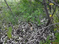 IMG_20150505_172404.webp