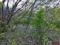 IMG_20150505_172639.webp