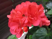 crop_127146530_js794P1.webp