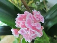 crop_127146597_rMOgO.webp