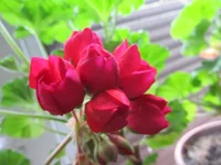 crop_127146681_c2lqSX.webp