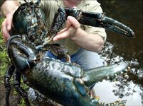 Astacopsis_2.jpg