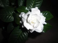 P6020020.webp