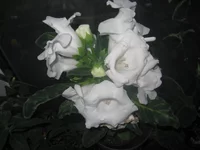 IMG_7645.webp