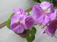 crop_126354805_6f8ovs.webp