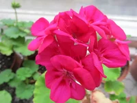 crop_127146256_G7wzqcu.webp