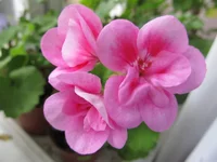 crop_127146189_ZzPp6kb.webp