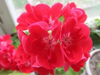 crop_127146724_aRvw.webp
