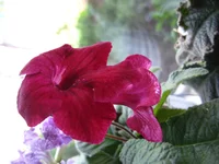 IMG_7788.webp