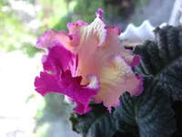 IMG_7789.webp