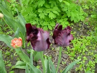 P1050535.webp