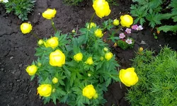  944.webp