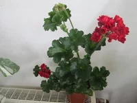 crop_128095268_9Vt0.webp