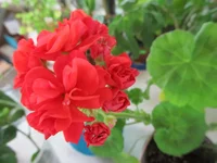 crop_128095656_PTYV.webp