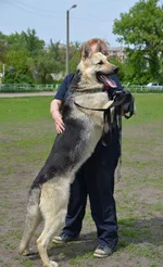 Задние лапы-3.jpg