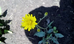  1077.webp