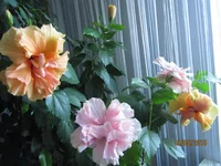 IMG_5342.webp