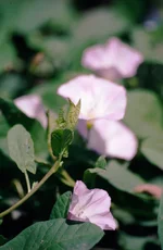 4c.webp