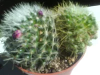 DSC00161.webp