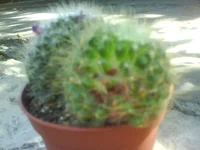 DSC00162.webp